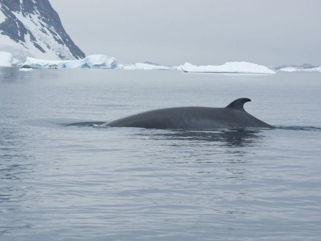 Japonsko ulovilo v antarktických vodách 333 veľrýb