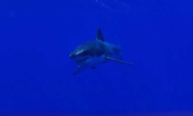 Video: Toto by ste videli, keby vás prehltol žralok modrý