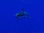 Video: Toto by ste videli, keby vás prehltol žralok modrý