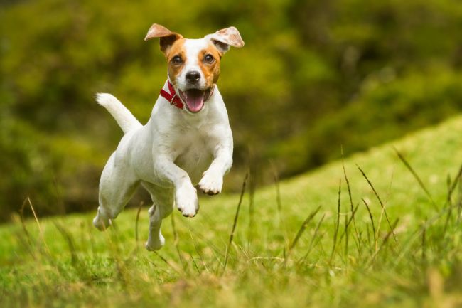 Je váš pes skutočne šťastný? Overte si, či nerobíte jednu z týchto chýb
