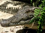 Krokodíl usmrtil pri hromadnom krste pastora