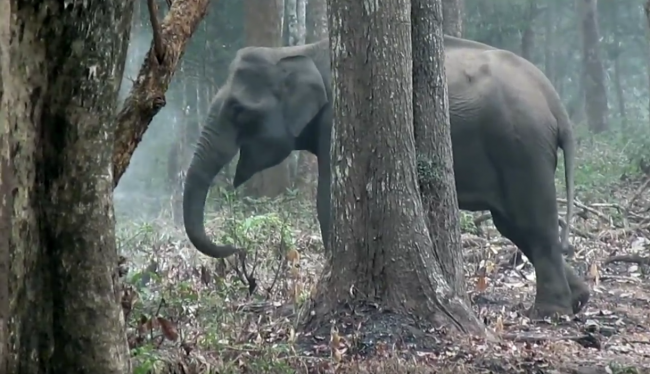 Video: Kamera zachytila “fajčiaceho” slona. Toto si nevedeli vysvetliť ani vedci