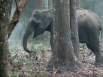 Video: Kamera zachytila “fajčiaceho” slona. Toto si nevedeli vysvetliť ani vedci