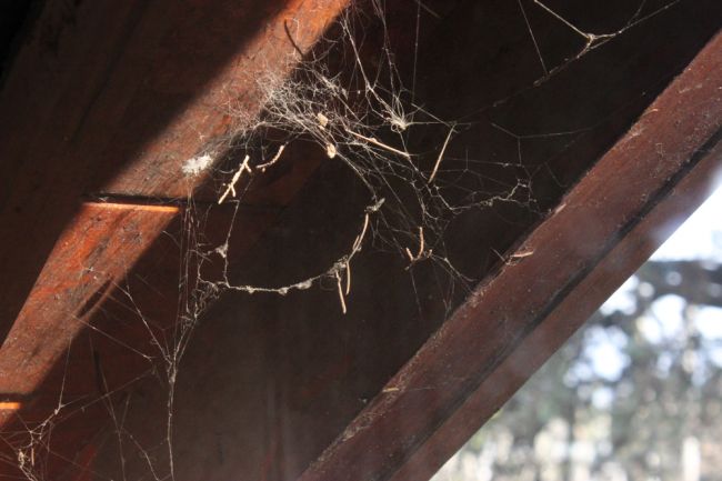 Nikdy nezabíjajte pavúky, ktoré doma nájdete! Pre toto by mali ostať vo vašej domácnosti