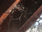 Nikdy nezabíjajte pavúky, ktoré doma nájdete! Pre toto by mali ostať vo vašej domácnosti