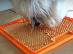 Video: Tento vynález pomôže vášmu psovi, keď budete preč