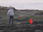 Video: Ľudia hádzali kamene do tuleňov zo šokujúcich dôvodov