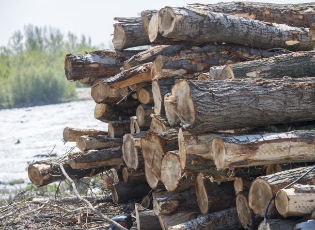 Ochranári a opozícia vyzývajú na zastavenie spaľovania kvalitného dreva