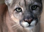 Z kontaktného zooparku pri Prahe utiekla dospelá puma