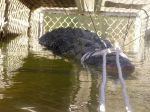Chytili legendárneho krokodíla, ktorý unikal desať rokov