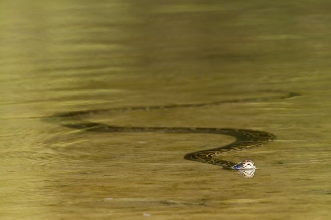 V okolí Varšavy pokračuje pátranie po nebezpečnom plazovi