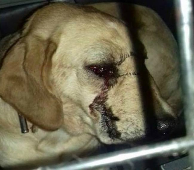 Polícia obvinila 41-ročného Žilinčana, údajne sa pokúsil usmrtiť psa