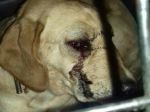 Polícia obvinila 41-ročného Žilinčana, údajne sa pokúsil usmrtiť psa