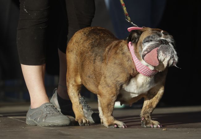 Zomrel najškaredší pes na svete, len niekoľko týždňov po získaní titulu