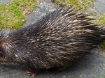 Bojnická zoologická záhrada sa môže pochváliť novými druhmi i mláďatami