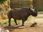 V Keni uhynulo po presune osem kriticky ohrozených nosorožcov čiernych