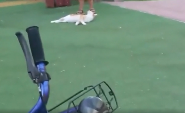Video: Malé dievča kopalo do mačky. Postihla ho instantná karma