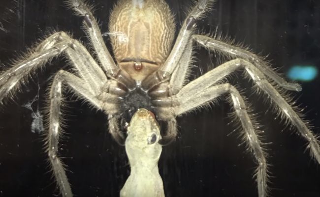 Video: Pavúk, ktorý sa zjavil v dome tejto rodiny, všetkých vyľakal. Sledujte, čo ulovil!