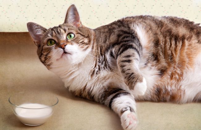 7 vecí, kvôli ktorým vás vaša mačka tajne nenávidí