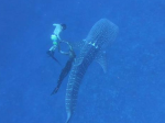 Video: Rodina zbadala ohrozeného žraloka. Keď zistili, čo mu je, museli mu pomôcť