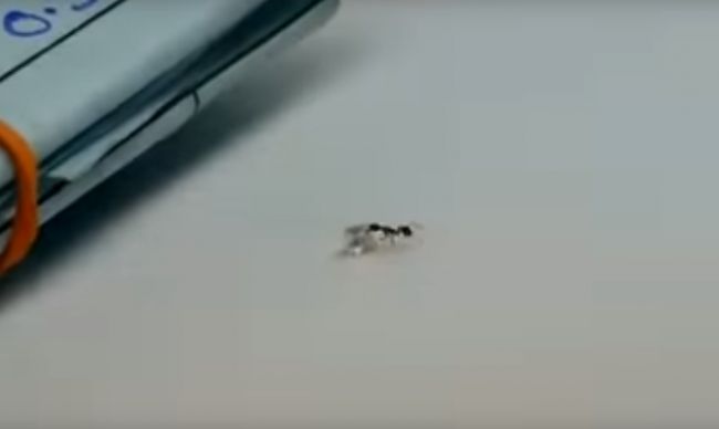 Video: Maličkému mravcovi sa podarilo ukradnúť lup za niekoľko tisíc
