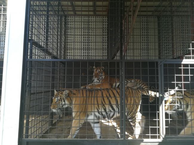 Dievčinu v Nových Zámkoch poškriabal tiger