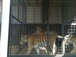 Dievčinu v Nových Zámkoch poškriabal tiger
