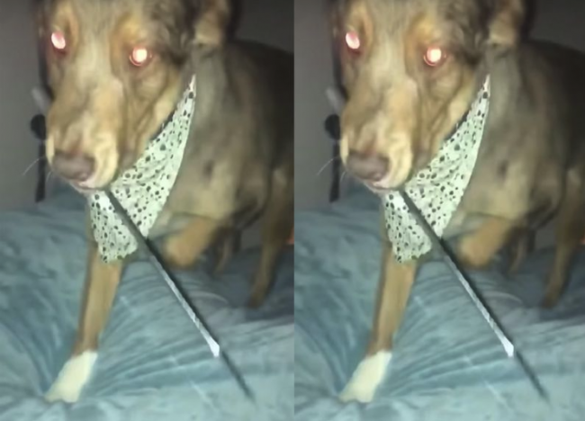 Video: Keď žena ráno otvorila oči, naskytol sa jej hrozivý pohľad na jej psa