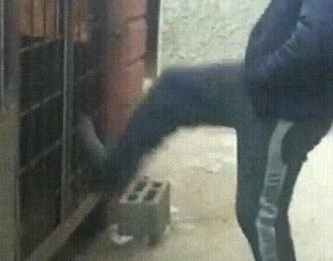 Video: Muž kopal do psov v klietke. Toto však od nich nečakal