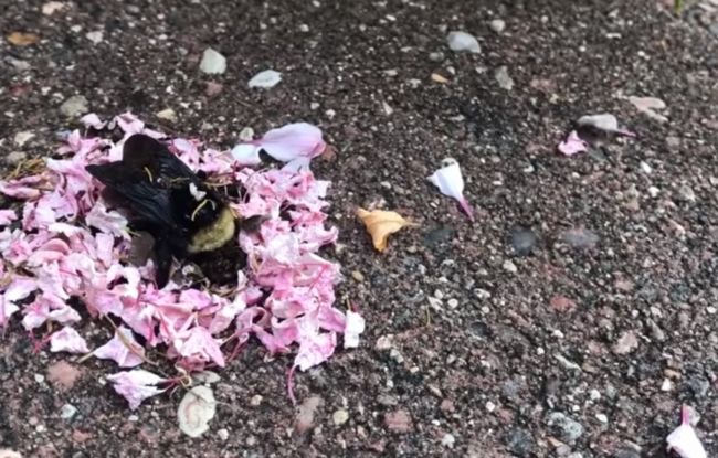 Video: Mravce okolo mŕtveho čmeliaka predviedli podivný rituál