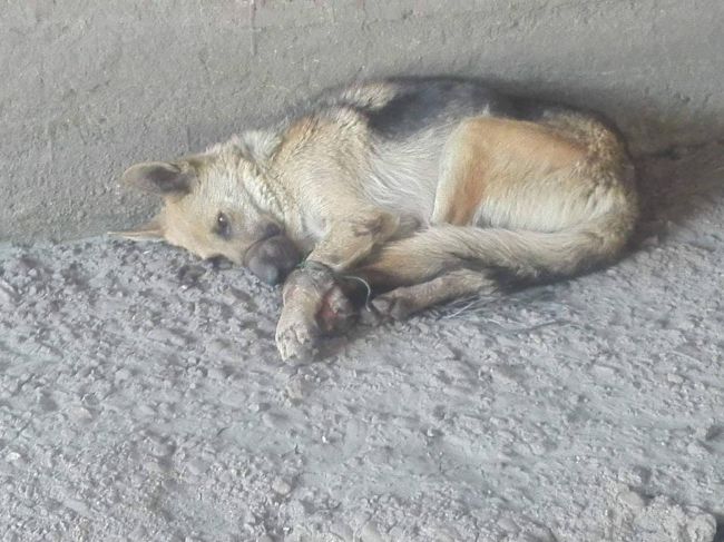 Polícia hľadá svedkov týrania psa, našli ho zviazaného pod mostom