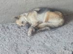 Polícia hľadá svedkov týrania psa, našli ho zviazaného pod mostom