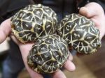 Polícia zatvorila najväčšiu ilegálnu farmu korytnačiek v Európe