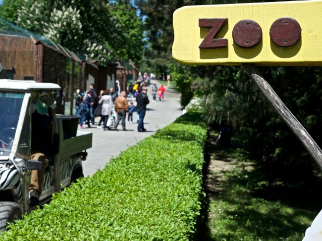 V bratislavskej zoo sa narodilo mláďa zubra európskeho