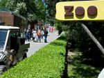 V bratislavskej zoo sa narodilo mláďa zubra európskeho