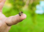 Ako sa zachovať, keď na vás zaútočia včely alebo osy?