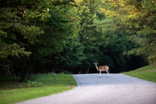 Motocyklista po strete s lesnou zverou prišiel o život