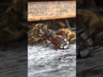 Video: Včelár položil zranenú včelu pred úľ. Toto s ňou jej sestry urobili