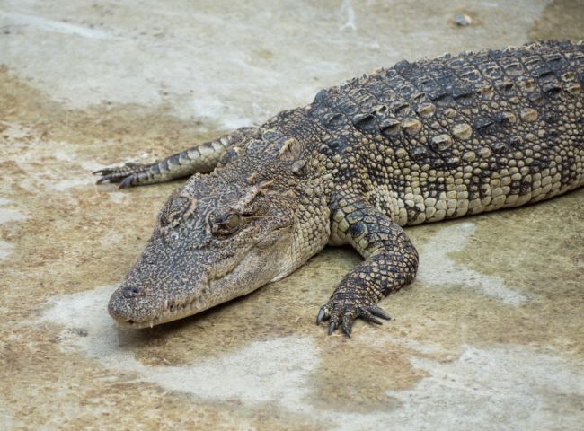 Krokodíl zožral matku s dieťaťom