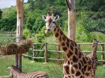 Pražská zoo sa opäť dostala medzi najlepšie zoologické záhrady sveta