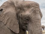 V Botswane pytliaci usmrtili takmer 90 slonov
