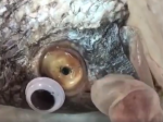 Video: Predavači klamali zákazníkov, rybám lepili umelé oči 