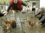 Exekutíva EÚ zaregistruje iniciatívu proti klietkam pre hospodárske zvieratá