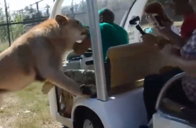 Video: Lev šokoval turistov, keď k nim vliezol do minibusu