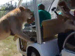 Video: Lev šokoval turistov, keď k nim vliezol do minibusu