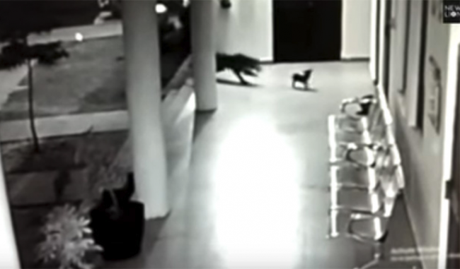 Video: Leopard napadol šteňa, potom zakročila jeho mama