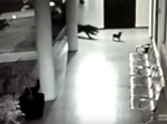 Video: Leopard napadol šteňa, potom zakročila jeho mama