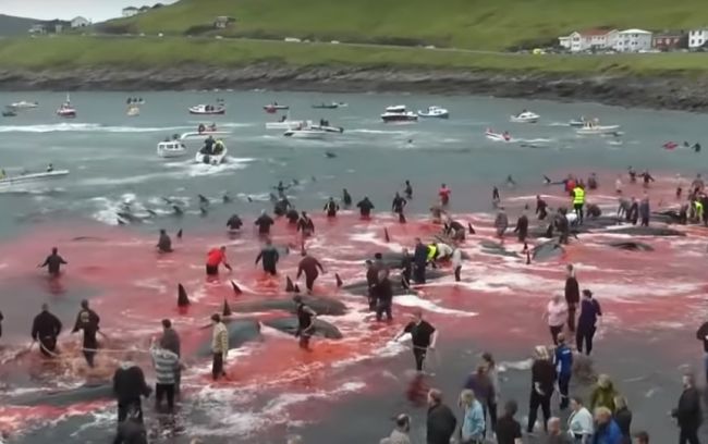 Video: Po brutálnom rituáli na Faerských ostrovoch ostalo v mori viac krvi ako vody