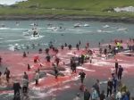 Video: Po brutálnom rituáli na Faerských ostrovoch ostalo v mori viac krvi ako vody