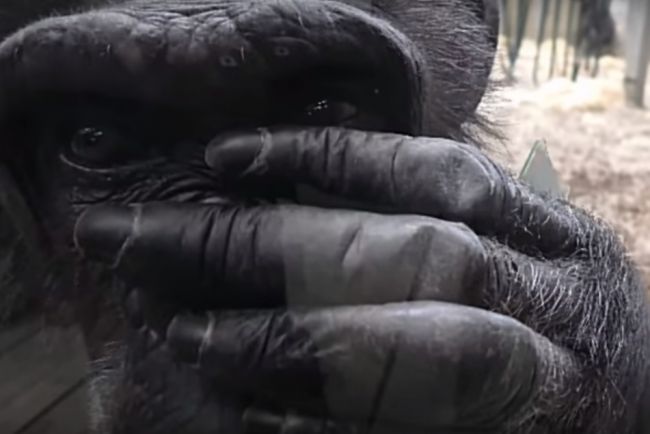 Video: Šimpanz spozoroval svoj odraz v kamere. Takto naň zareagoval